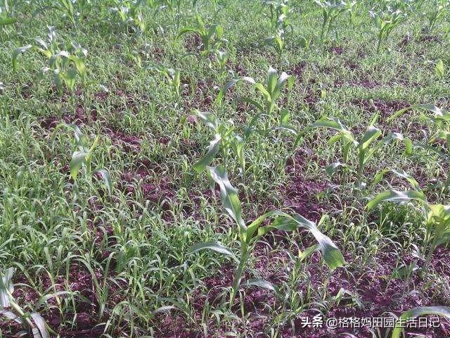 ramical吡喹酮:精喹禾灵是尖叶除草剂，玉米也是尖叶的，除玉米草行吗？