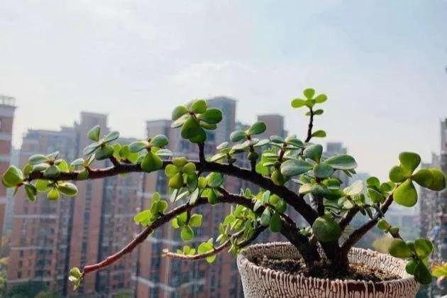 小碎花草本植物大全:草本植物大全 图片名称 金枝玉叶木质化的老枝可以扦插吗？