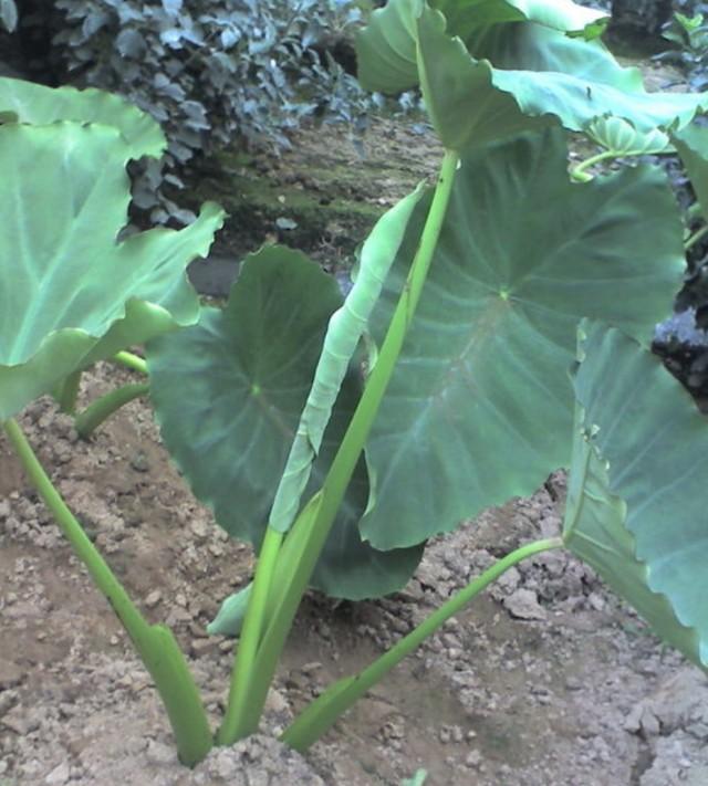 花叶芋穿孔线虫病:种植芋头怎么防治黄萎病？