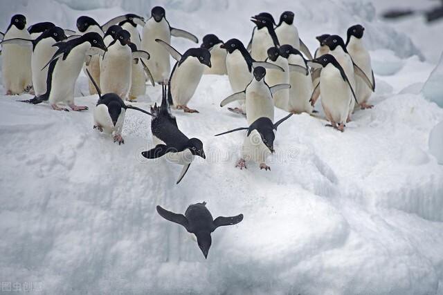 为什么企鹅被称为自然界最腹黑的动物？插图27
