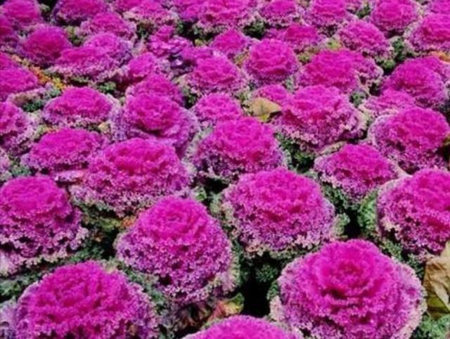 西里汉梗的养护常识:花包菜是什么蔬菜？该怎么种植？