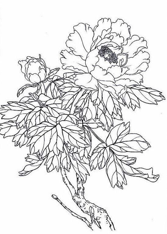 红耳鹎白描写生图片:美术课堂上你想换一种什么样的形式来上？