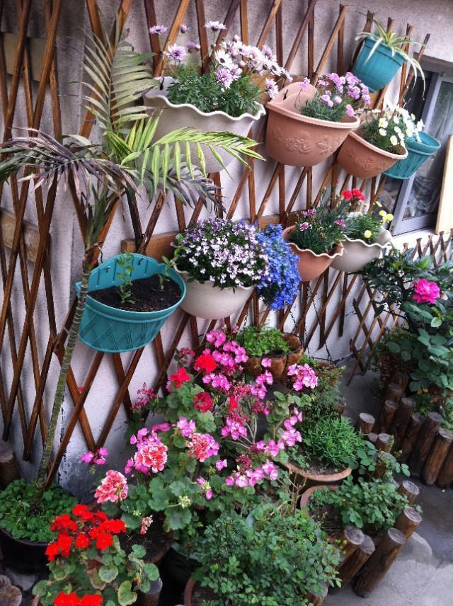放阳台耐热耐晒植物有哪些，有什么耐晒可以挂着的植物