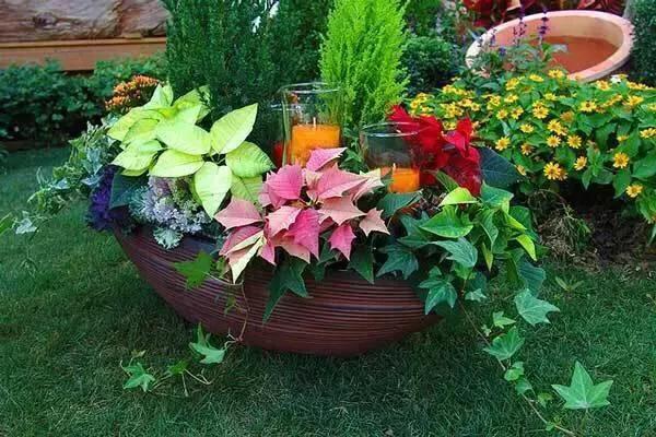 猫能闻驱蚊草吗:家里养的花草，会招蚊虫吗？