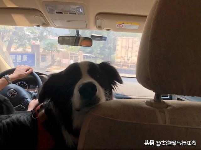 爱与狗同行剧照:大家都是怎样看待《与卡戴珊同行》这个剧的呢？