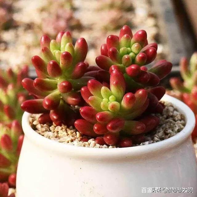 璇叶姬星美人怎么繁殖:多肉上有小凸起是为什么？
