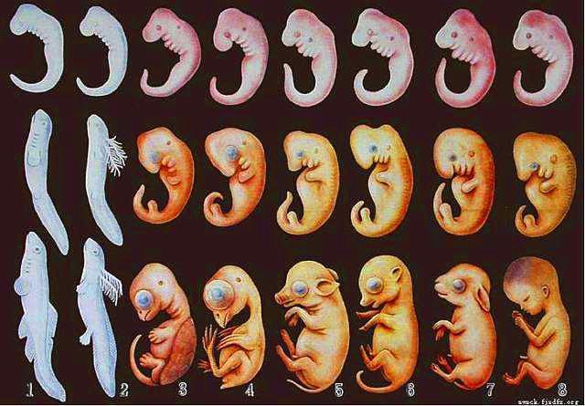 人类外形与生活习性和猪差别十分巨大,因此某些人甚至不惜诋毁进化论