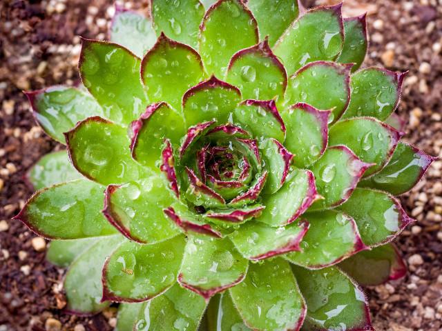 长生草属多肉植物图片:长生草多肉植物图鉴大全 观音莲最大能长多大呀有图片吗？