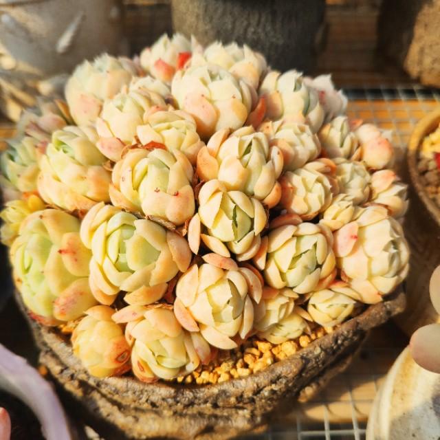 头条问答 盆栽多肉植物用什么土壤 98个回答