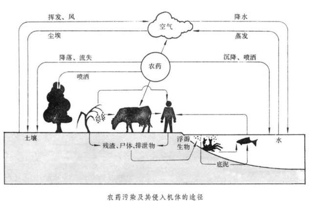 结膜吸吮线虫怎么传染:人畜共患眼线虫——结膜吸吮线虫？