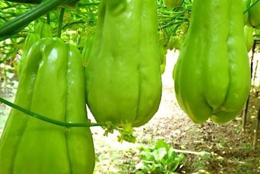 农村的佛手瓜如何播种，如何种植食用的嫩茎佛手瓜？