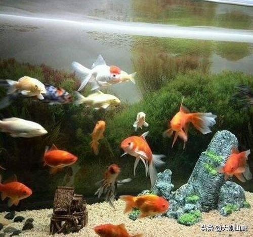 家庭养鱼常识:在家养鱼如何避免水变质？