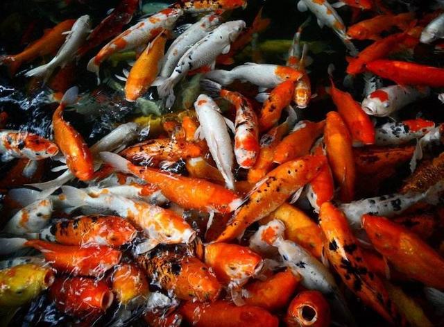 头条问答 锦鲤出现体外寄生虫 用什么药好 踏火逍遥说鱼的回答 0赞