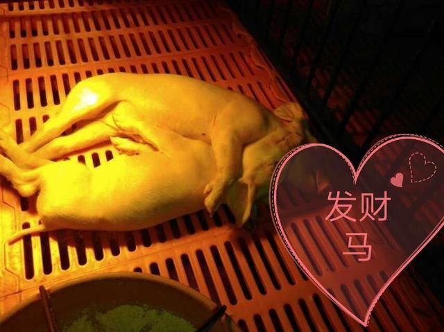 泰国小香猪怕冷吗:小香猪它主要吃什么食物？