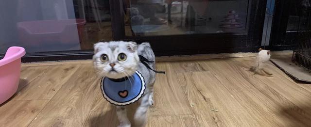 折耳虎斑猫的特点:猫猫耳朵很小，是折耳猫吗？如何辨别呢？