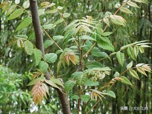 哪些蔬菜能当中草药吃，你知道农村有那些既是能当野菜吃又是中草药的植物