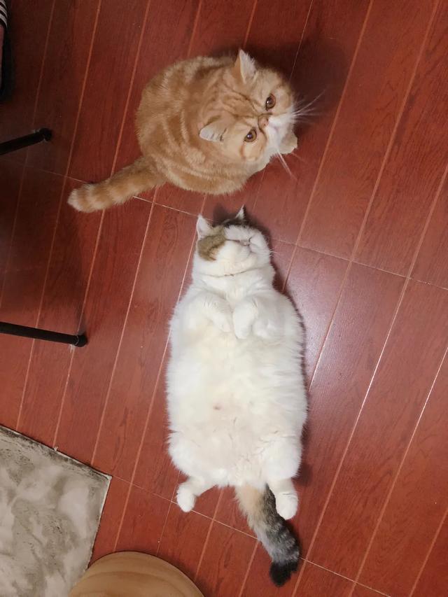 抱抱猫萌翻网友:猫咪想你撸它的时候，会有哪些行为？ 抱抱猫游戏