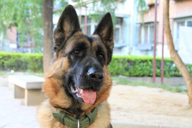 德牧犬:怎么挑选一个纯种德牧，避免串串系？