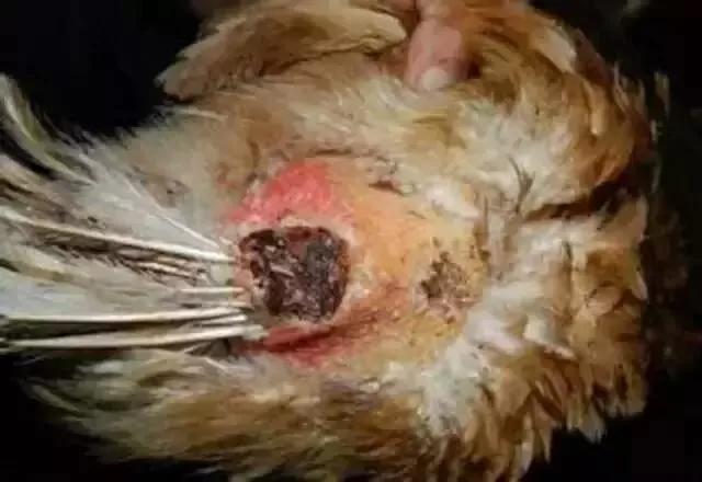 母猪脱肛是怎么回事:产蛋鸡脱肛的原因有哪些且怎样预防？