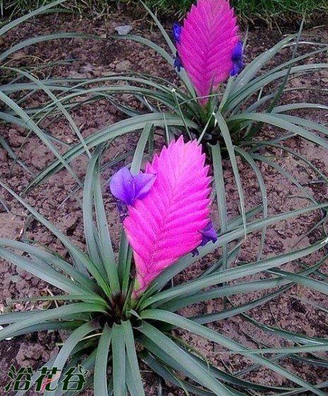 铁兰花怎么配土?-百科网