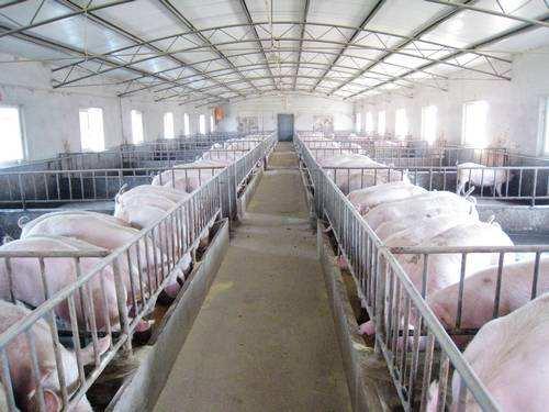 在农村养猪办一个年出栏一百头猪的养殖场要多少钱？如何做？