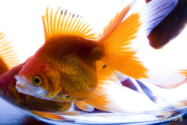 为什么养不活金鱼，在小摊上买的金鱼很难养活是什么原因