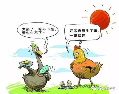 球虫虫卵:春季笼养鸡，需要注意什么？