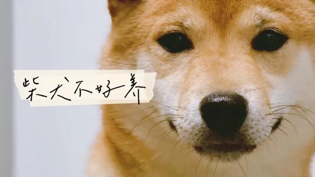 秋田犬好养吗知乎:秋田犬好养吗初养者必看 秋田犬，柴犬，萨摩耶.这3种狗哪种好些？