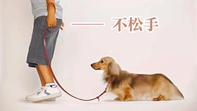 米格鲁犬遛弯能放狗绳吗:如果你在小区里发现有人遛狗不栓绳，应该怎么办？向哪里投诉？