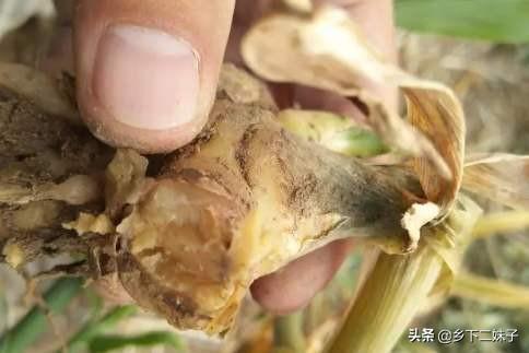 软腐病:小黄姜、姜块出现软腐现象是什么病害？如何提前防止？