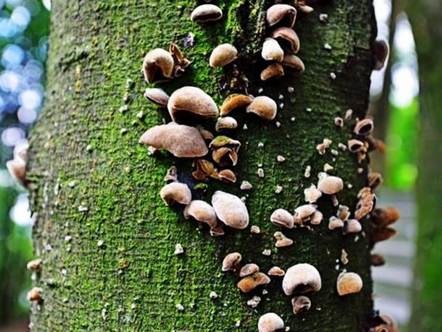 家常凉拌木耳的做法,凉拌木耳怎样做？放什么料？