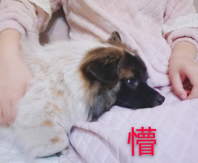 神烦狗doge微博表情包:养狗的宠主，手机里都会有自家毛孩子的表情包吗？