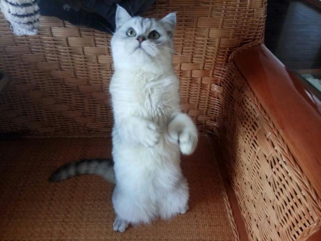 猫瘟用过的东西:家里猫咪猫瘟治愈了想给它找个伴，怎么样才能接新的猫咪回家？