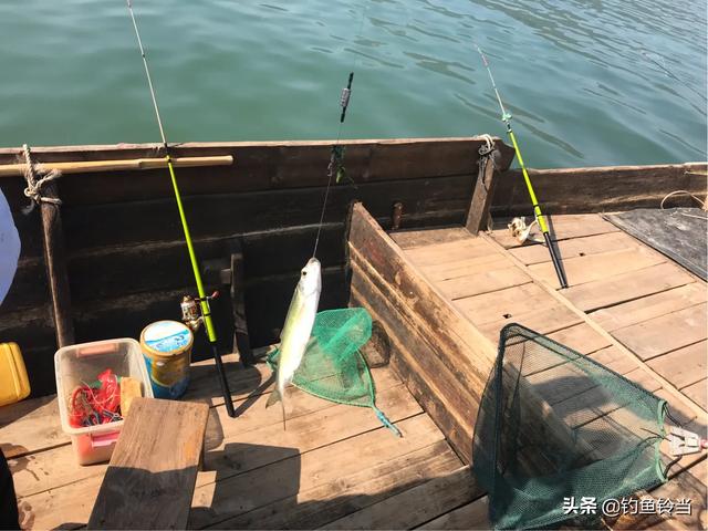 广东人为什么搞不定罗非鱼，为什么广东这边的的河道里有那么多的鱼