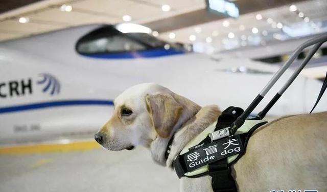 导盲犬:如何看待把导盲犬带入到公共场合的行为？