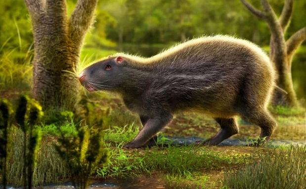 中国巨型老鼠，南美沼泽发现史前巨鼠，比人还大，无敌存在，它怎么就灭绝了