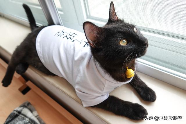 曼克斯猫来历:流浪猫在我家不吃东西也不走是怎么回事？