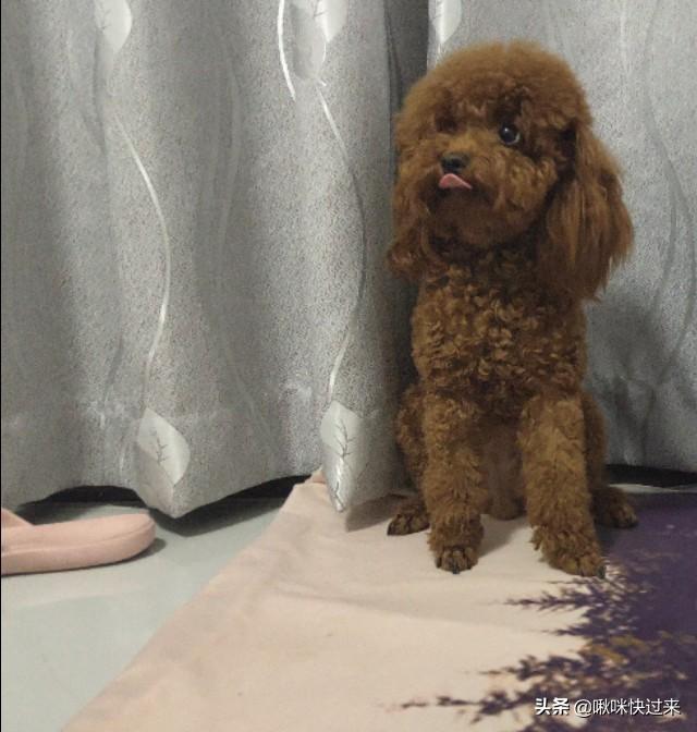 怎么判断狗狗疥螨图:泰迪狗耳朵边缘疥螨怎么清理掉？ 怎么确定狗狗疥螨是否痊愈