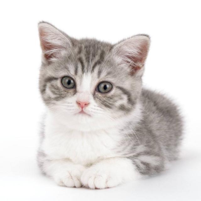 猫咪不乖的作品请:猫咪不乖的全部小说有哪些 我养了一只猫，它很不乖，很凶，我能放弃它吗？