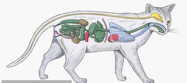 三文鱼边角料做猫饭:猫咪直接喂肉可以吗？需要注意什么？