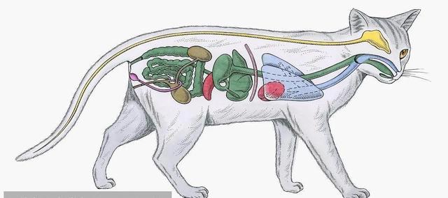 宠物猫:猫咪直接喂肉可以吗？需要注意什么？ 宠物猫品种和价格图片