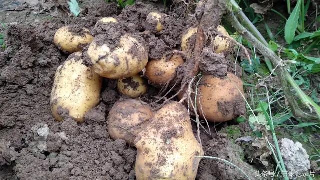 市面上的土豆越来越大，究竟和膨大剂有没有关系？你会吃吗？插图13