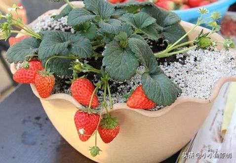 买了几株草莓养在花盆里,怎么养?需要注意些啥呢?