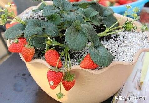 双色草莓和紫草莓混养:双色草莓可以和什么鱼混养 草莓重茬种植常死苗，怎么办啊，有哪些防止方法？