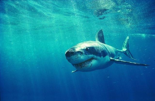 淡水鲨会主动袭击人吗，鲨鱼和鳄鱼打架，到底谁更厉害
