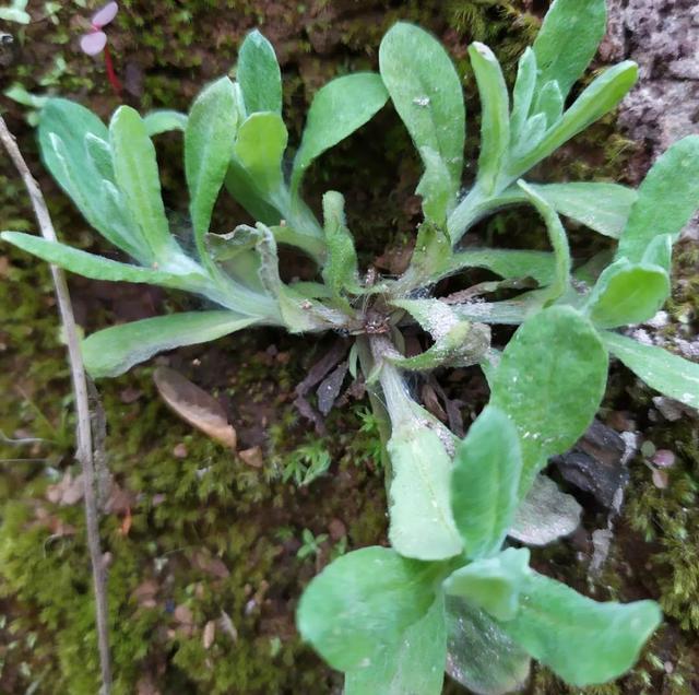 农村的野菜,哪些不能吃？哪些能吃？怎么吃才好？
