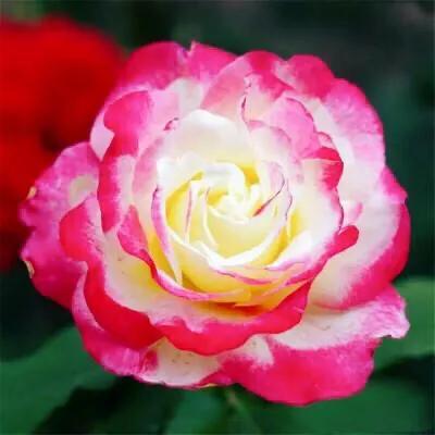 最香的几款月季品种是什么？插图91