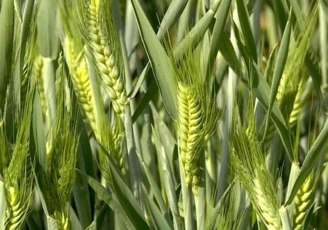 农作物的种类有哪些，三种农作物小麦、玉米和稻谷，你最喜欢种哪个为什么