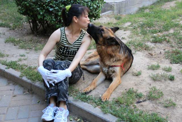怎样饲养德国黑背:如何养好一只德国牧羊犬？