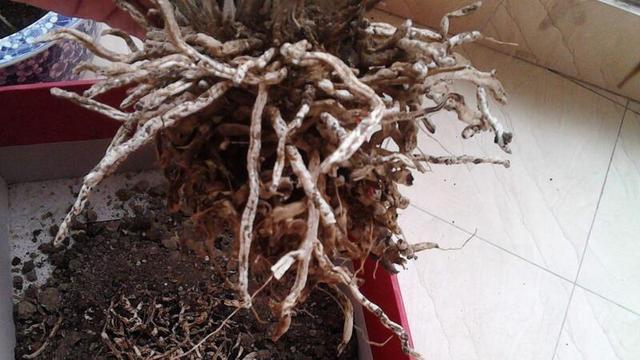 头条问答 - 墨兰严重烂根怎么处理?(28个回答)